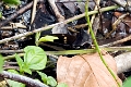 PAPILIONIDAE, Papilio cacicus